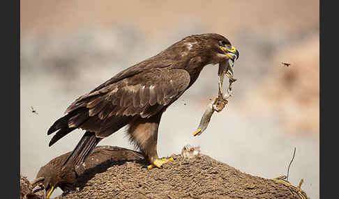 Steppenadler (Aquila nipalensis)