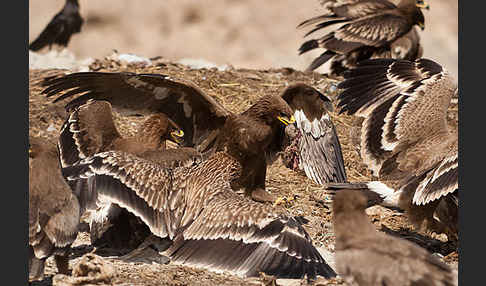 Kaiseradler (Aquila heliaca)