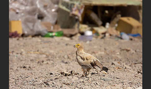 Schmutzgeier (Neophron percnopterus)