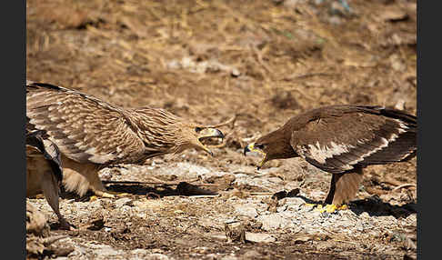 Kaiseradler (Aquila heliaca)