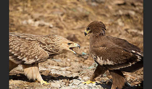 Kaiseradler (Aquila heliaca)