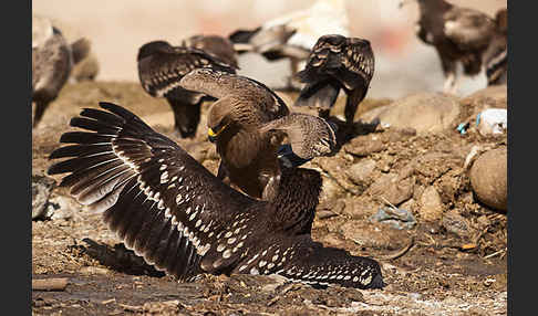 Steppenadler (Aquila nipalensis)