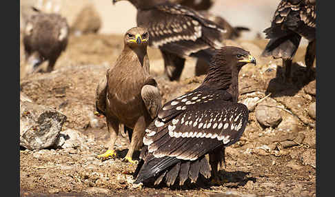 Steppenadler (Aquila nipalensis)