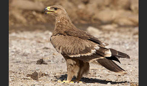 Steppenadler (Aquila nipalensis)