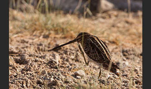 Bekassine (Gallinago gallinago)