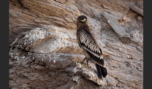 Schelladler (Aquila clanga)