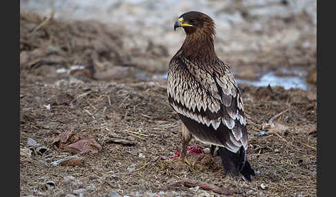 Schelladler (Aquila clanga)