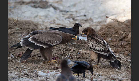 Steppenadler (Aquila nipalensis)