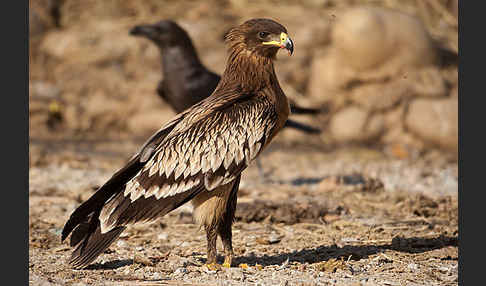 Schelladler (Aquila clanga)