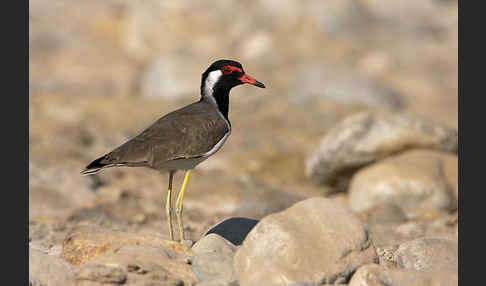 Rotlappenkiebitz (Vanellus indicus)