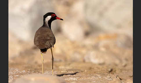 Rotlappenkiebitz (Vanellus indicus)