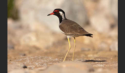 Rotlappenkiebitz (Vanellus indicus)