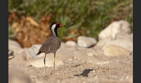 Rotlappenkiebitz (Vanellus indicus)