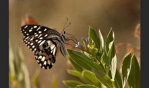 Zitrusschwalbenschwanz (Papilio demodocus)