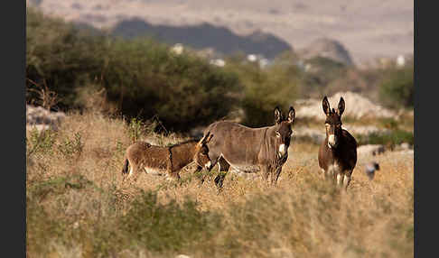 Hausesel (Equus asinus)