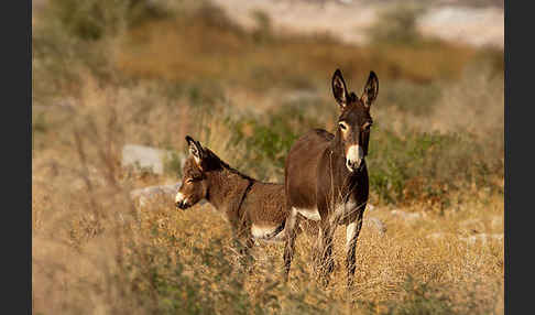 Hausesel (Equus asinus)