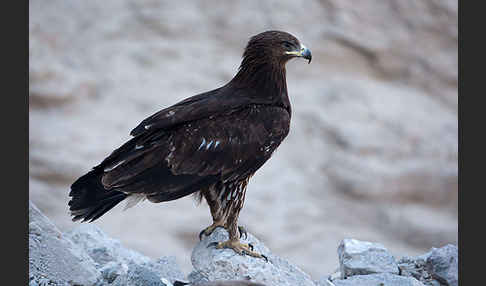 Schelladler (Aquila clanga)