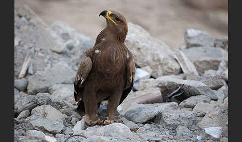 Steppenadler (Aquila nipalensis)