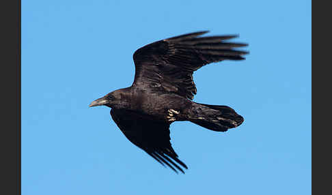 Wüstenrabe (Corvus ruficollis)