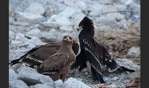 Steppenadler (Aquila nipalensis)