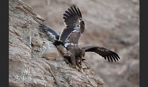 Steppenadler (Aquila nipalensis)