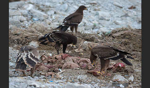 Steppenadler (Aquila nipalensis)