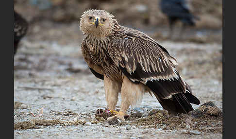 Kaiseradler (Aquila heliaca)