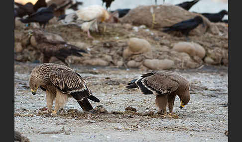 Kaiseradler (Aquila heliaca)