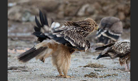 Kaiseradler (Aquila heliaca)