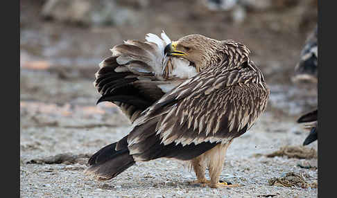 Kaiseradler (Aquila heliaca)