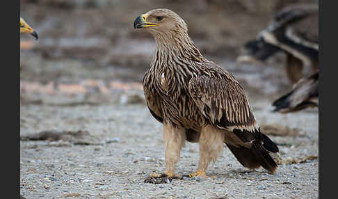 Kaiseradler (Aquila heliaca)