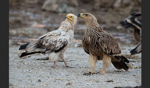 Kaiseradler (Aquila heliaca)