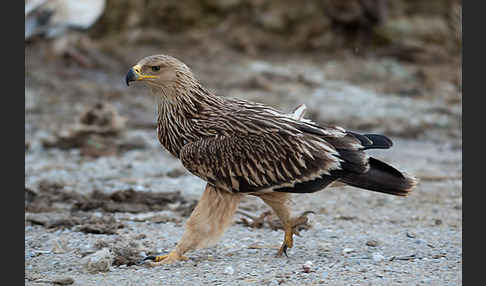 Kaiseradler (Aquila heliaca)