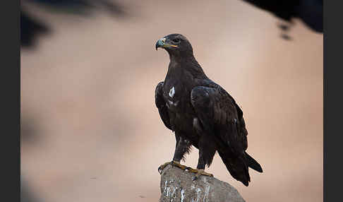 Steppenadler (Aquila nipalensis)