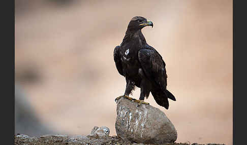 Steppenadler (Aquila nipalensis)