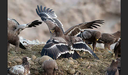 Steppenadler (Aquila nipalensis)