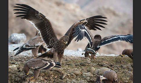 Kaiseradler (Aquila heliaca)