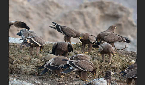 Steppenadler (Aquila nipalensis)