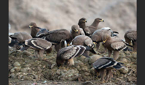 Steppenadler (Aquila nipalensis)