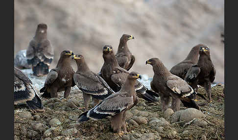 Steppenadler (Aquila nipalensis)