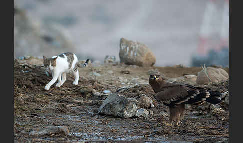 Hauskatze (Felis silvestris forma catus)