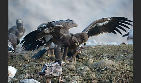 Steppenadler (Aquila nipalensis)