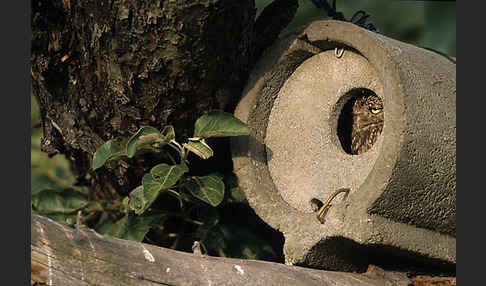 Steinkauz (Athene noctua)