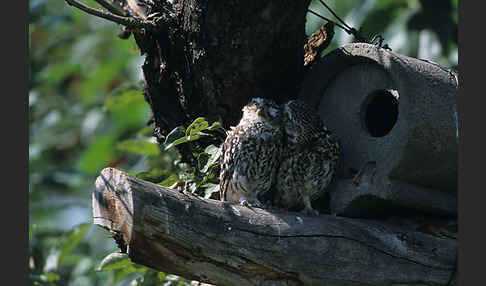 Steinkauz (Athene noctua)