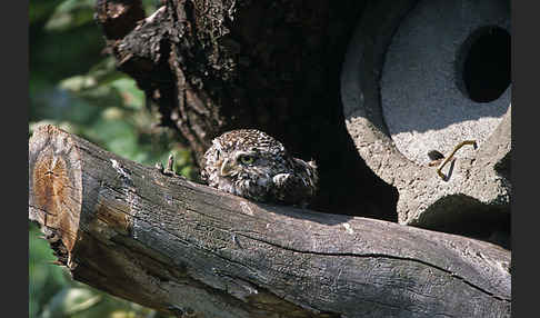 Steinkauz (Athene noctua)