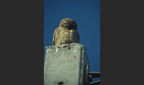 Steinkauz (Athene noctua)