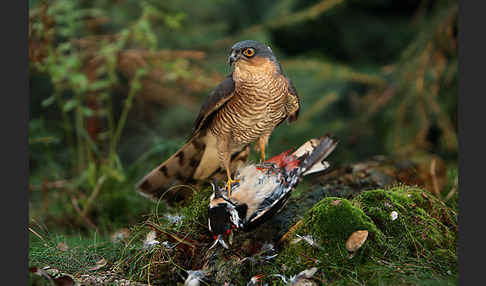 Sperber (Accipiter nisus)