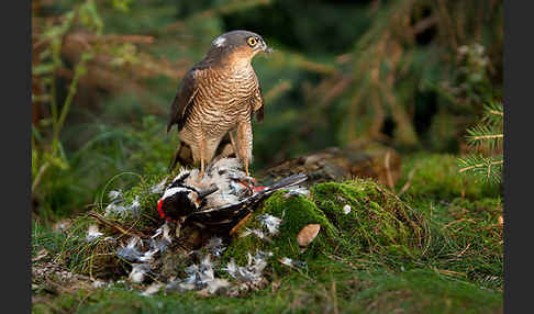 Sperber (Accipiter nisus)