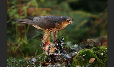 Sperber (Accipiter nisus)