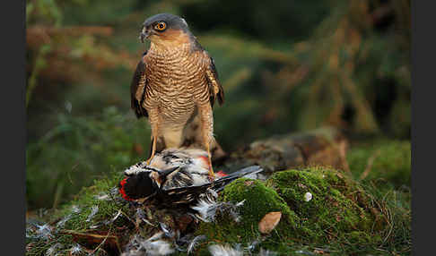 Sperber (Accipiter nisus)